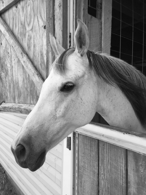 Meet Siggy at Pegasus Freedom Reins Ohio in Plain City, Ohio