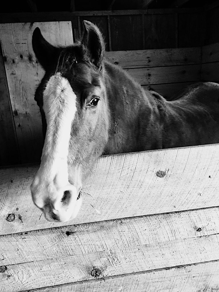 Meet Penny at Pegasus Freedom Reins Ohio in Plain City, Ohio