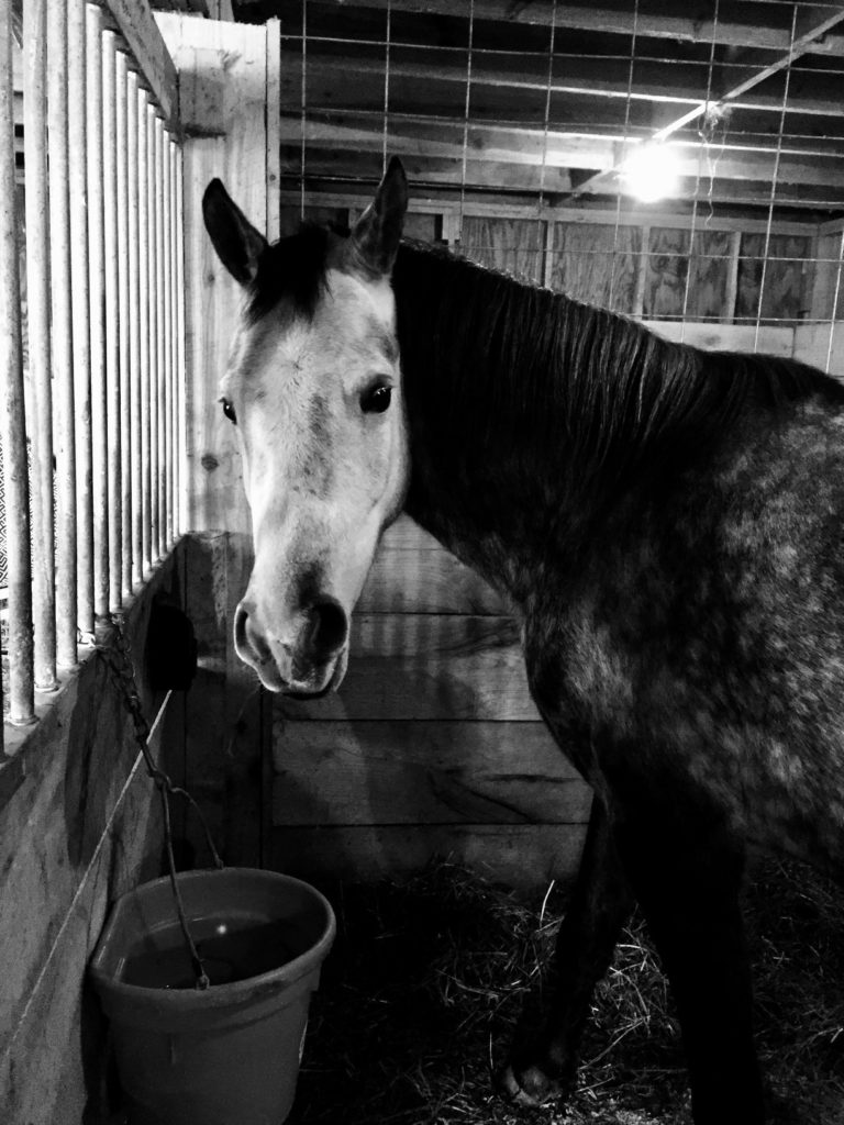 Meet Toby at Pegasus Freedom Reins Ohio in Plain City, Ohio