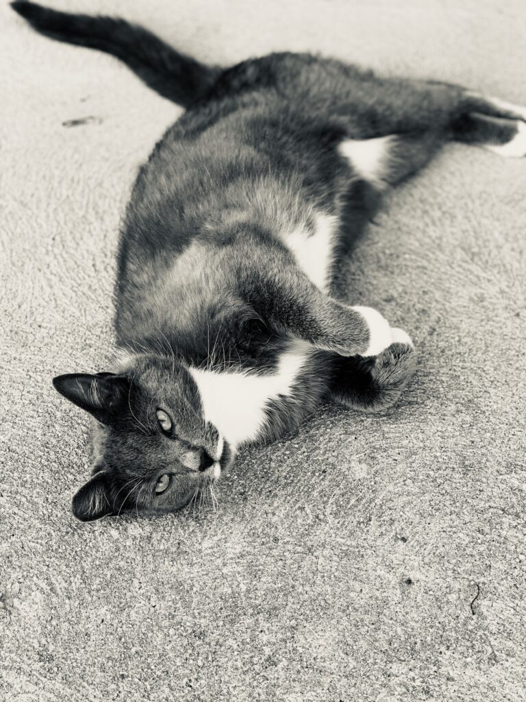 Mali the cat at Pegasus Freedom Reins Ohio - Plain City, Ohio