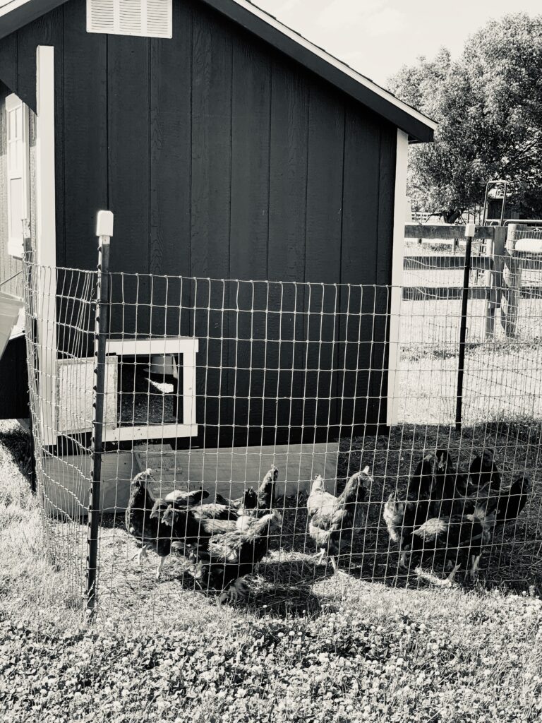 The Chickens at the Pegasus Freedom Reins Ohio Farm