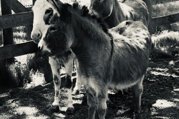 The Donkeys at Pegasus Freedom Reins Ohio - Animal Assisted Therapy