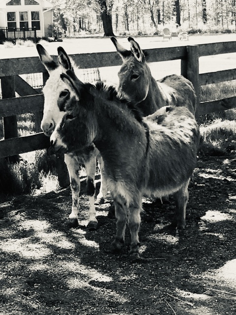 The Donkeys at Pegasus Freedom Reins Ohio - Animal Assisted Therapy