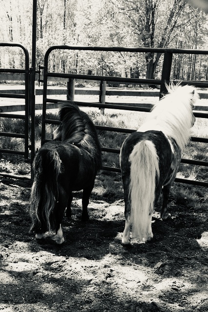 The Mini Horses at Pegasus Freedom Reins Ohio - Animal Assisted Therapy