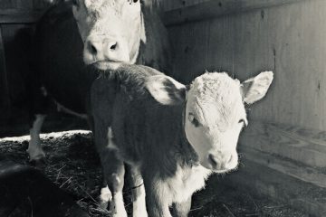 Nelly and Shelly the Cows at Pegasus Freedom Reins Ohio - Animal Assisted Therapy