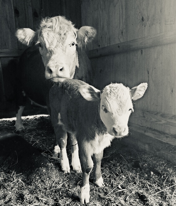 Nelly and Shelly the Cows at Pegasus Freedom Reins Ohio - Animal Assisted Therapy