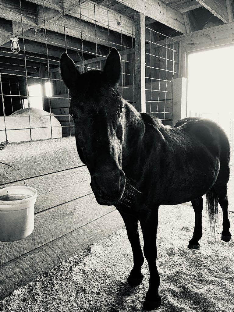 Hank the horse