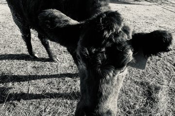 Twilight the cow